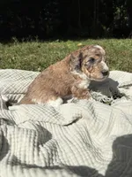 Pike, a male Poodle - Multi-Colored Standard and Poodle - Standard  for sale in Troy, NH – 2 of 10