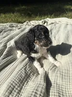 Anchovy, a female Poodle - Multi-Colored Standard and Poodle - Standard  for sale in Troy, NH – 2 of 10