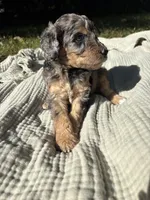 Sunny, a female Poodle - Multi-Colored Standard and Poodle - Standard  for sale in Troy, NH – 3 of 10