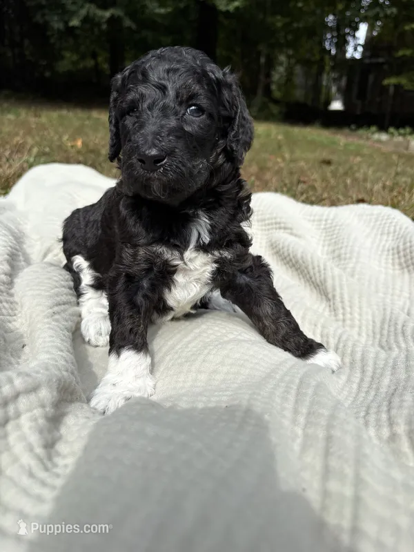 Beta – Poodle - Multi-Colored Standard, Poodle - Standard  puppy for sale in Troy, NH