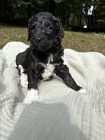 Beta, a female Poodle - Multi-Colored Standard and Poodle - Standard  for sale in Troy, NH – 1 of 10