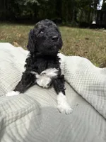 Charlie , a female Poodle - Multi-Colored Standard and Poodle - Standard  for sale in Troy, NH – 8 of 10