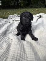 Sardine, a female Poodle - Multi-Colored Standard and Poodle - Standard  for sale in Troy, NH – 10 of 10