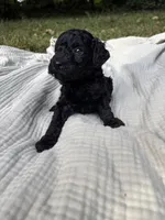 Sardine, a female Poodle - Multi-Colored Standard and Poodle - Standard  for sale in Troy, NH – 9 of 10