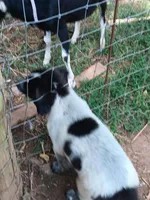 Penguin, a female Great Pyrenees and Maremma Sheepdog for sale in Winchester, TN – 2 of 4