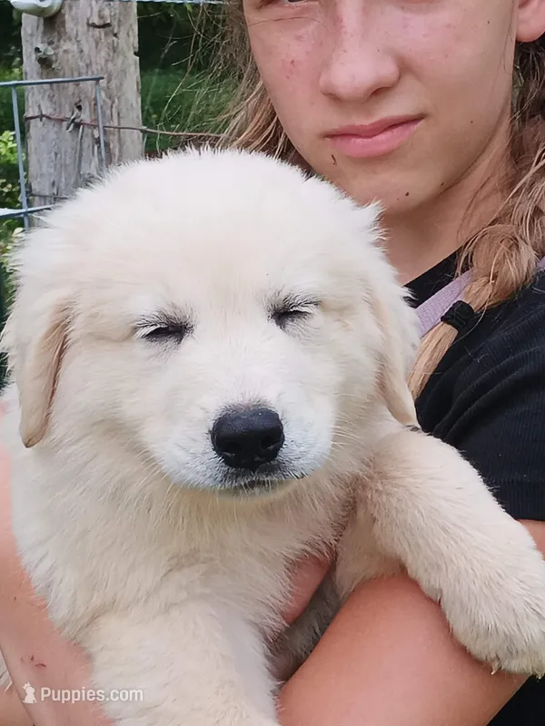 Frost – Great Pyrenees, Maremma Sheepdog puppy for sale in Winchester, TN