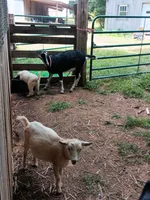 Frost, a female Great Pyrenees and Maremma Sheepdog for sale in Winchester, TN – 3 of 4