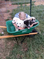 Frost, a female Great Pyrenees and Maremma Sheepdog for sale in Winchester, TN – 4 of 4