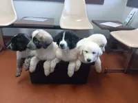 Icicle, a female Great Pyrenees and Maremma Sheepdog for sale in Winchester, TN – 4 of 4