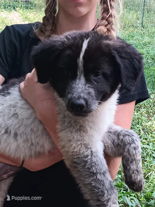 Penguin – Great Pyrenees, Maremma Sheepdog puppy for sale in Winchester, TN