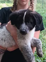 Penguin, a female Great Pyrenees and Maremma Sheepdog for sale in Winchester, TN – 1 of 4