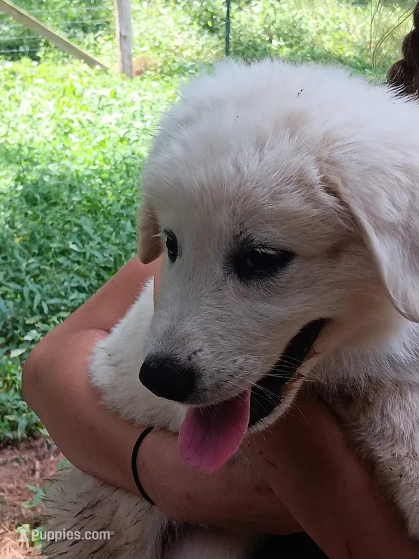 Icicle – Great Pyrenees, Maremma Sheepdog puppy for sale in Winchester, TN