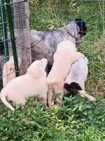 Penguin, a female Great Pyrenees and Maremma Sheepdog for sale in Winchester, TN – 3 of 4
