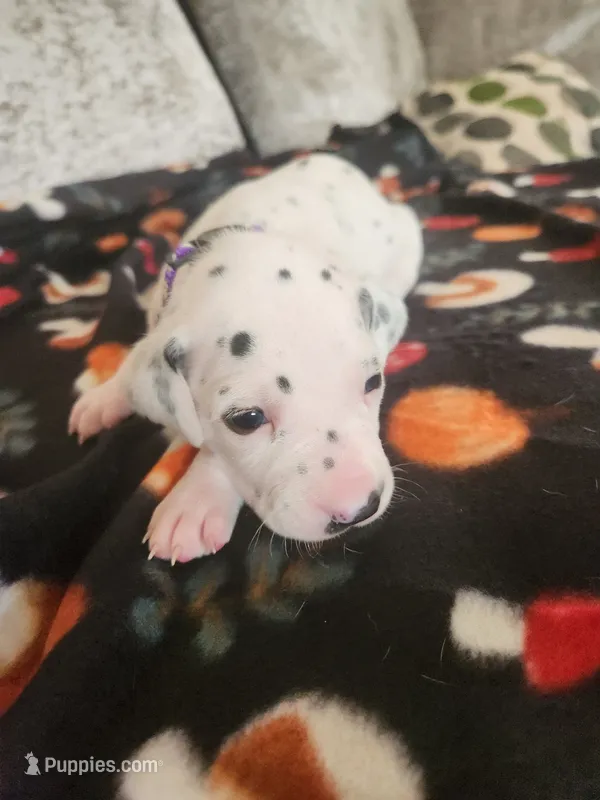 Purple Collar Female Puppy