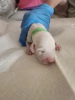 processed/9b6af1f3-2240-4b0e-8937-53b5ae0a16e9/listing/132353eb-ed1d-4463-ad42-79141db2c304/b299cd51-f61e-4e40-9571-a0a9e26fd601