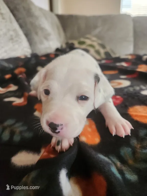 Light Pink Female Puppy