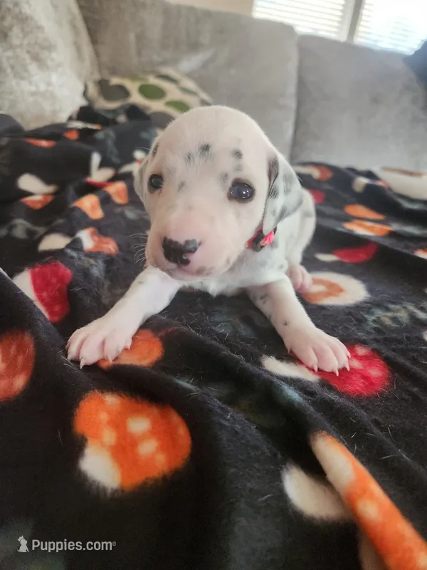 Dark Pink Collar Female Puppy