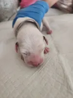 processed/9b6af1f3-2240-4b0e-8937-53b5ae0a16e9/listing/2170e004-cf9e-473a-9367-7f12fe05d69e/5bc68a7e-c01b-450e-9112-2bee6ead4bf3