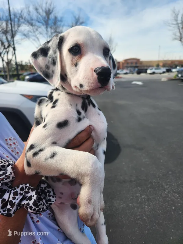 Grey Collar Male Puppy