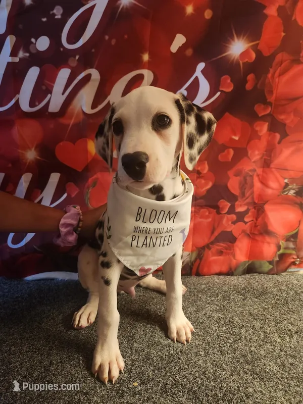 Grey Collar Male Puppy