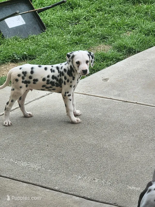 Grey Collar Male Puppy