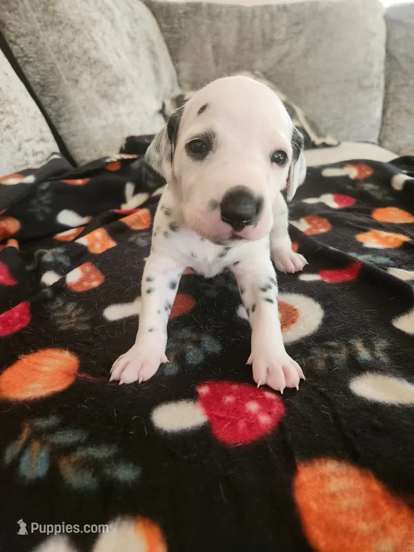 Dark Green Collar Male Puppy