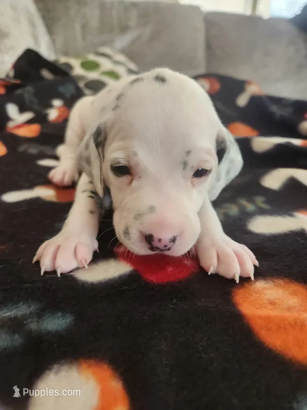 Brown Collar Male Puppy