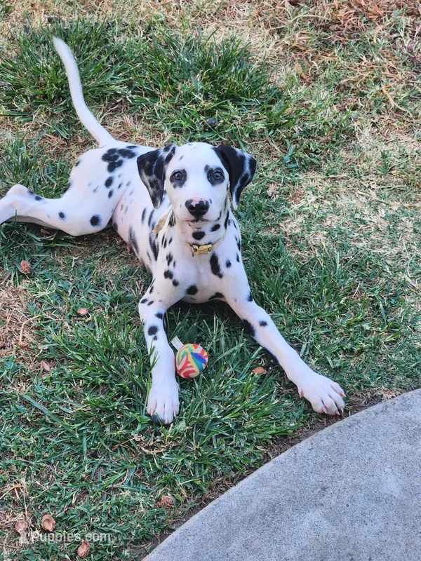 White Collar Female Puppy, a female Dalmatian for sale in Merced, CA – Photo 1 of 6