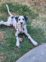 White Collar Female Puppy, a female Dalmatian for sale in Merced, CA – Photo 1 of 6
