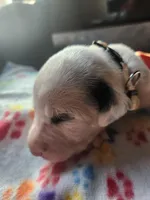 White Collar Female Puppy, a female Dalmatian for sale in Merced, CA – Photo 6 of 6