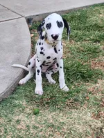 White Collar Female Puppy, a female Dalmatian for sale in Merced, CA – Photo 2 of 6