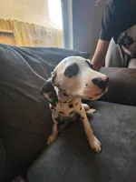 White Collar Female Puppy, a female Dalmatian for sale in Merced, CA – Photo 3 of 6