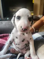 White Collar Female Puppy, a female Dalmatian for sale in Merced, CA – Photo 5 of 6