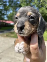 Lady slipper, a female Miniature Dachshund for sale in Bruceton, TN – 7 of 7