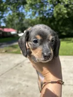 Lady slipper, a female Miniature Dachshund for sale in Bruceton, TN – 6 of 7