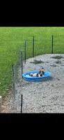 Silo, a male Dachshund for sale in Bruceton, TN – 8 of 10