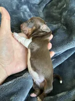 Cowboy, a male Miniature Dachshund for sale in Bruceton, TN – Photo 6 of 9