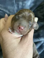 Cowboy, a male Miniature Dachshund for sale in Bruceton, TN – Photo 5 of 9