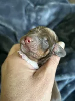 Cowboy, a male Miniature Dachshund for sale in Bruceton, TN – Photo 4 of 9