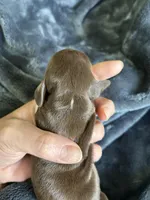 Cowboy, a male Miniature Dachshund for sale in Bruceton, TN – Photo 3 of 9