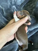 Cowboy, a male Miniature Dachshund for sale in Bruceton, TN – Photo 8 of 9