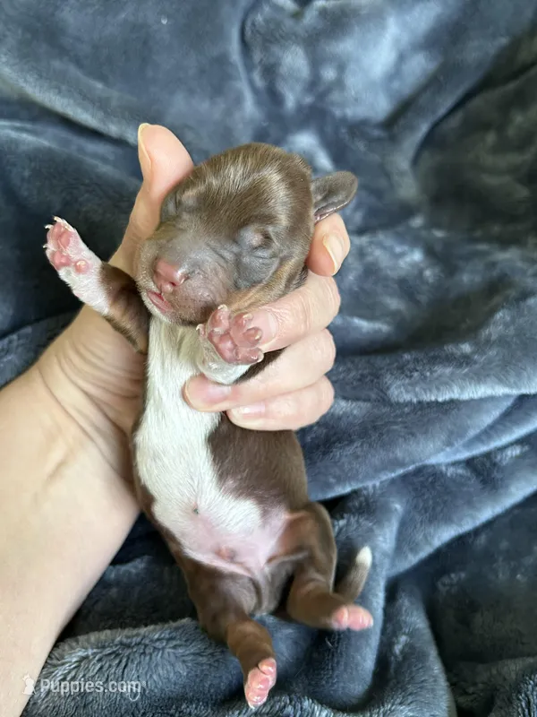 Cowboy – Miniature Dachshund puppy for sale in Bruceton, TN