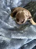 Cowboy, a male Miniature Dachshund for sale in Bruceton, TN – Photo 7 of 9