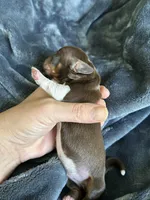 Cowboy, a male Miniature Dachshund for sale in Bruceton, TN – Photo 9 of 9