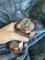 Cowboy, a male Miniature Dachshund for sale in Bruceton, TN – Photo 2 of 9