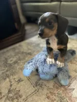 Lady slipper, a female Miniature Dachshund for sale in Bruceton, TN – 2 of 10