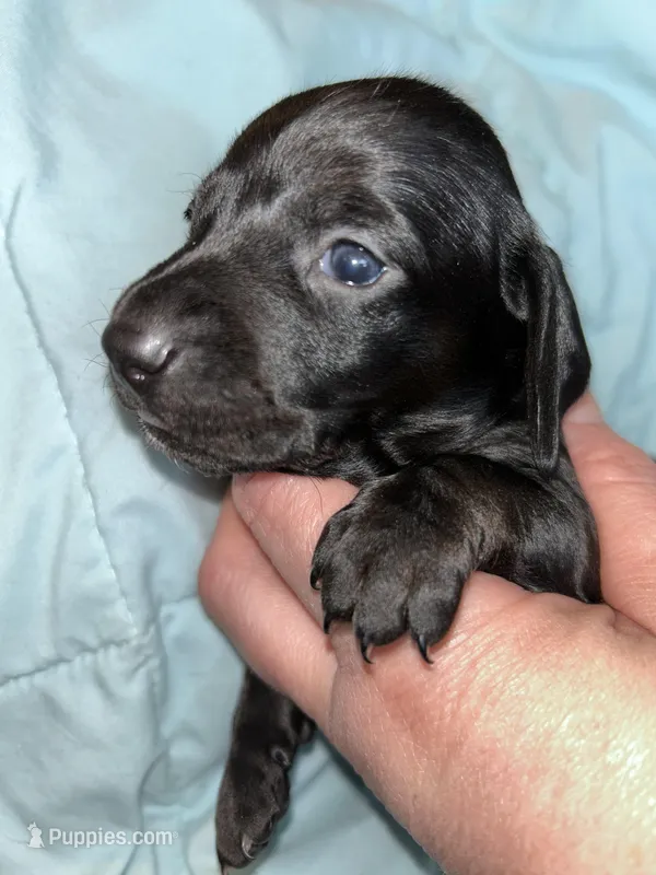 Black beauty female, a female Miniature Dachshund for sale in Bruceton, TN – Photo 1 of 4