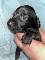 Black beauty female, a female Miniature Dachshund for sale in Bruceton, TN – Photo 1 of 4