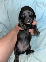 Black beauty female, a female Miniature Dachshund for sale in Bruceton, TN – Photo 3 of 4