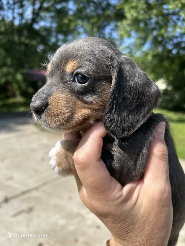 Lady slipper – Miniature Dachshund puppy for sale in Bruceton, TN